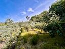 ter-agricolo-a-finale-ligure