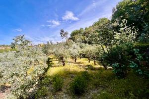 TER. AGRICOLO A FINALE LIGURE