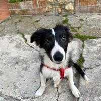 Cane di razza border collie