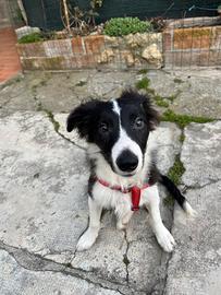Cane di razza border collie