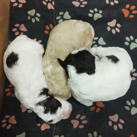 Lagotto Romagnolo