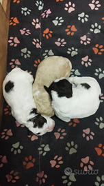 Lagotto Romagnolo