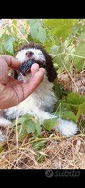 Cuccioli di Lagotto romagnolo