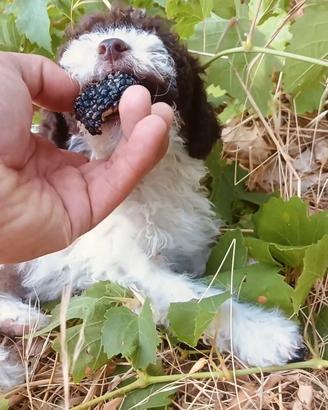 Cuccioli di Lagotto romagnolo