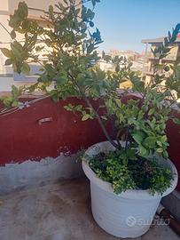 albero di limoni