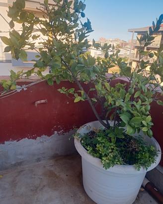 albero di limoni