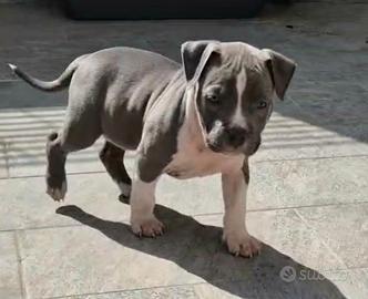 Amstaff cuccioli - ultimi prezzo interessante