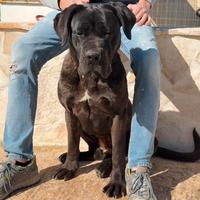 Cucciolo femmina di cane corso