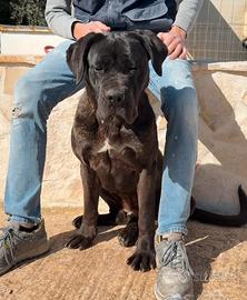 Cucciolo femmina di cane corso