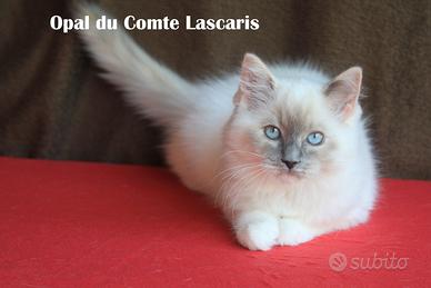 OPAL cucciola razza ragdoll da riproduzione