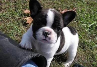 Bulldog francese bianco e nero