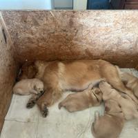 Cuccioli golden retriver