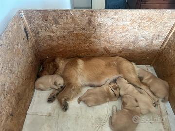 Cuccioli golden retriver