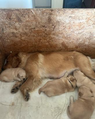 Cuccioli golden retriver