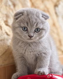 Scottish Fold