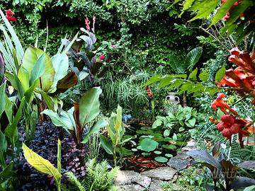 piante, laghetto, pretoria, alocasia, banano, cann