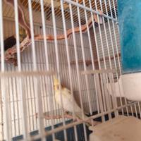 Animali
