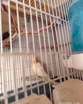 Animali