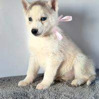 Siberian Husky con pedigree enci