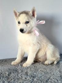 Siberian Husky con pedigree enci