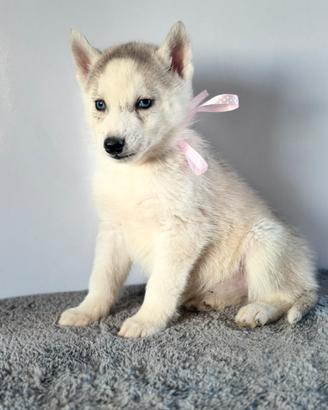 Siberian Husky con pedigree enci