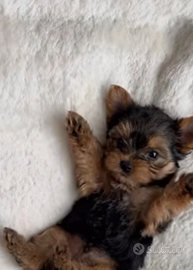 Yorkshire cuccioli disponibili