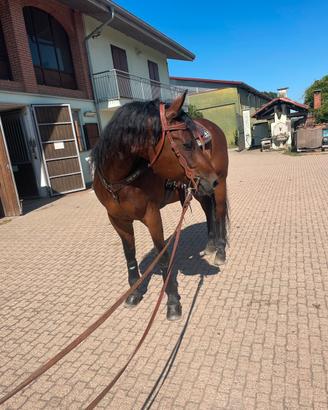 Cavallo