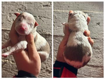 Cuccioli border collie