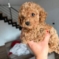 Barboncini toy minitoy e tracup