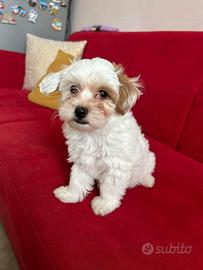 Maltipoo