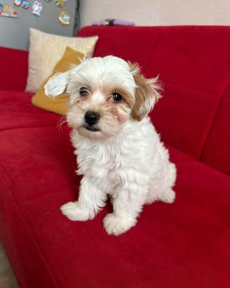 Maltipoo