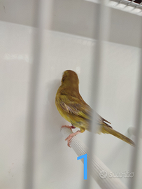 Ibridi Verdone x canarina