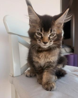 Main coon cuccioli