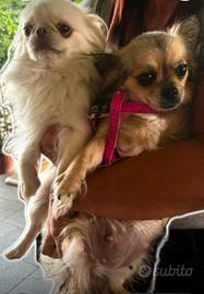 Cuccioli di chihuahua