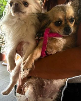 Cuccioli di chihuahua