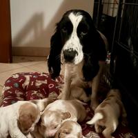 Cocker spaniel inglese