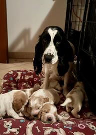 Cocker spaniel inglese