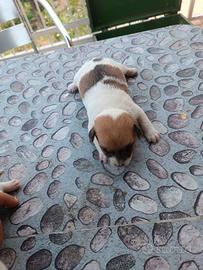 Jack Russel
