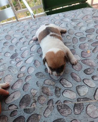 Jack Russel