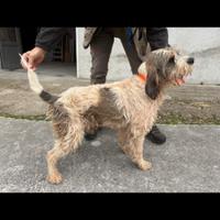 Coppia di Briquet Griffon Vendeen