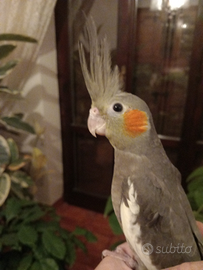 Calopsitta allevata a mano