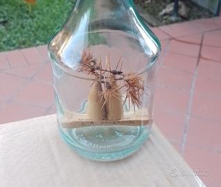 bottiglia  ricordo  di Alberobello