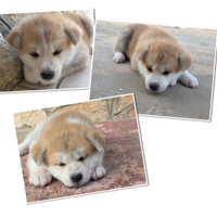 Cuccioli Akita Inu