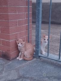 Gattini