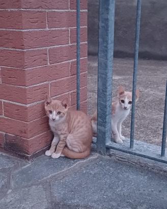 Gattini