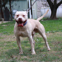 Maschio di American Pitbull Terrier