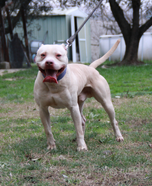 Maschio di American Pitbull Terrier