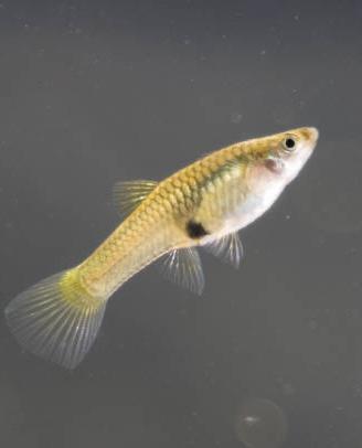 Endler femmine pure