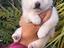 Immagine 2