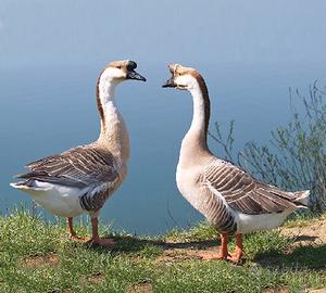 Oca Cignoide maschio